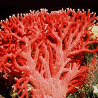 Кораллы: драгоценные и полудрагоценные 