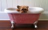 Мини-ванна Diamond Baby Bathtub &ndash; все для домашних питомцев 